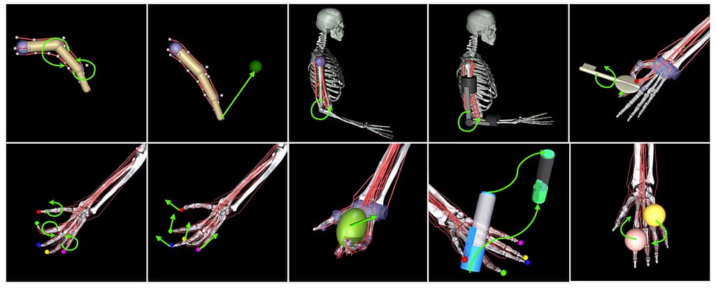 Simulated skeleton and muscle groups in Myosuite.