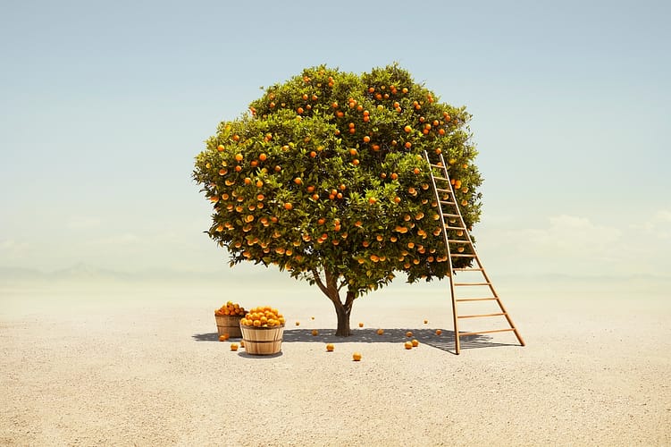 A fully fruited Orange tree being harvested in a barren Southern California desert landscape; first-time investors thriving in downturn